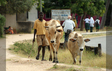 Walking the cows home in Mikindani