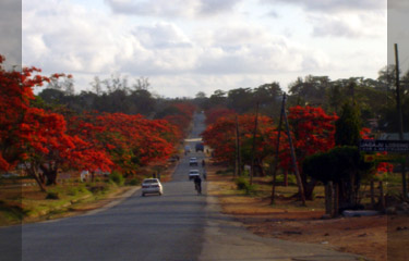 Flame trees lining the main street in Mtwara